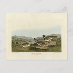 Lappland-Langspur, von Audubons Vögeln Amerikas Postkarte