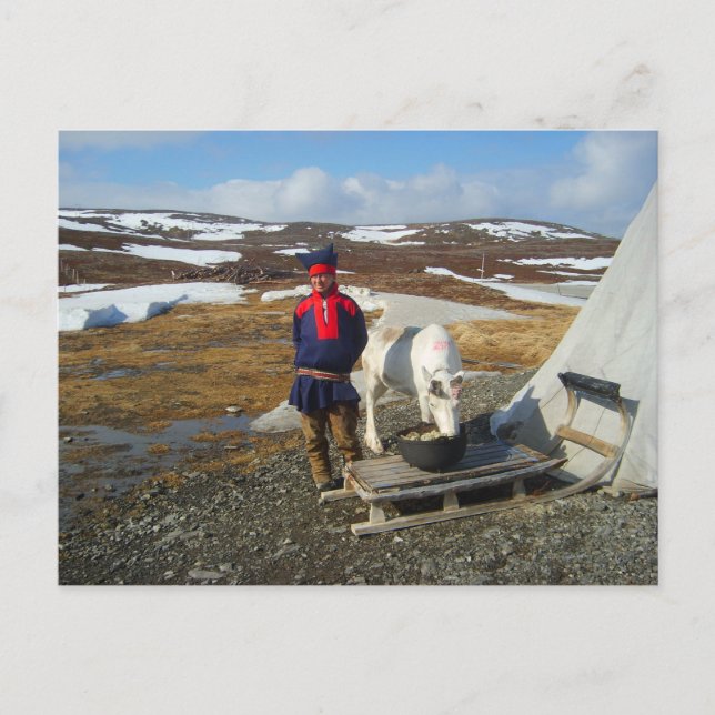 Lappland, Sámi Regelung mit Zelt und Kuh Postkarte (Vorderseite)