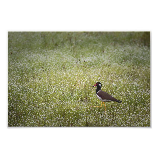Lapwing Bird on the Grass Fotodruck (Vorne)