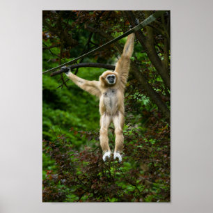 Lar Gibbon, der vom Baum hängt Poster