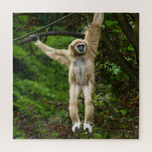 Lar Gibbon, der vom Baum hängt Puzzle