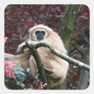 Lar Gibbon's Scarlet Retreat Quadratischer Aufkleber