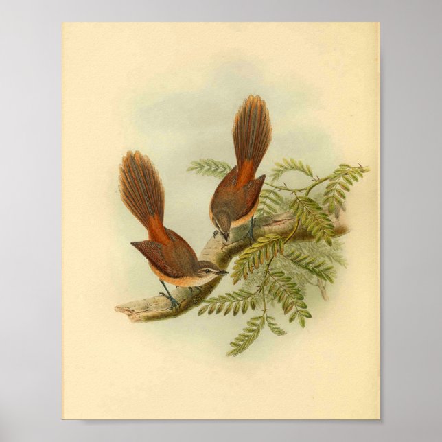 Larat Fantail Flycatcher Red Bird Vintag Print Poster (Vorne)