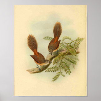 Larat-Fantailschnäpper Roter Vogel Vintage-Druck Poster
