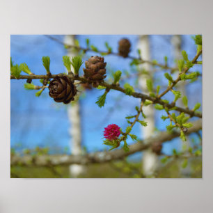 Lärchenblüten Poster