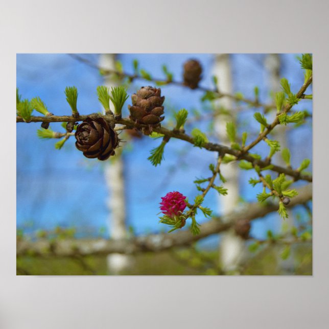 Lärchenblüten Poster (Vorne)