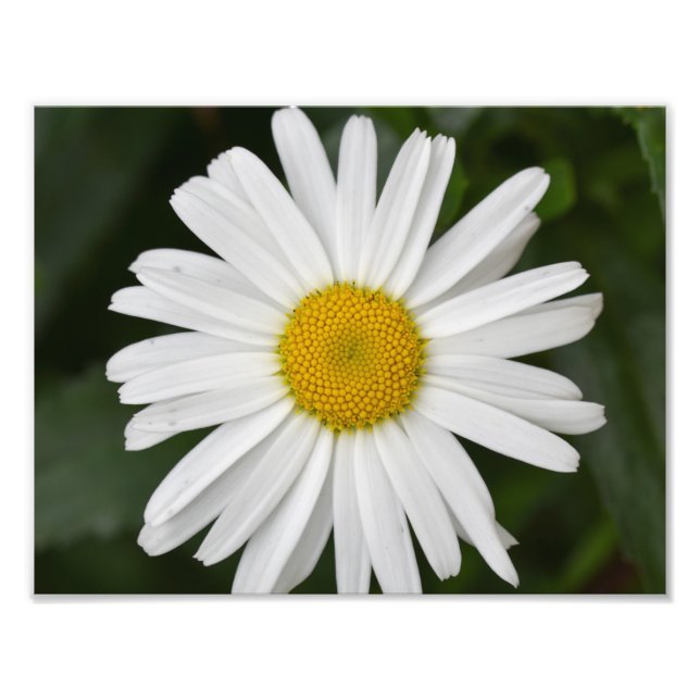 Large Daisy Fotodruck (Vorne)