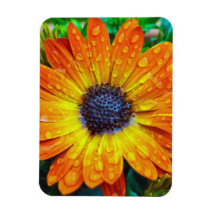 Large Golden Flower Close Up Magnet