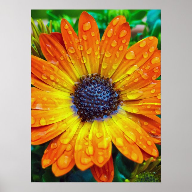 Large Golden Flower Close Up Poster (Vorne)