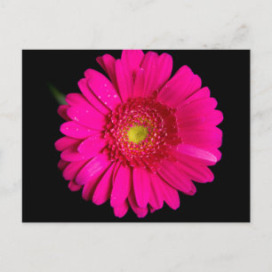 Large Pink Gerber Daisy Postkarte