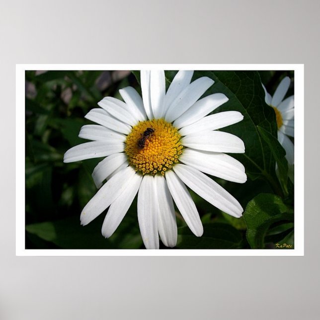 Large Shasta Daisy voll konfrontiert Poster (Vorne)
