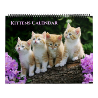 Large Size Kittens Calendar Kalender