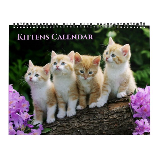 Large Size Kittens Calendar Kalender (Titelbild)