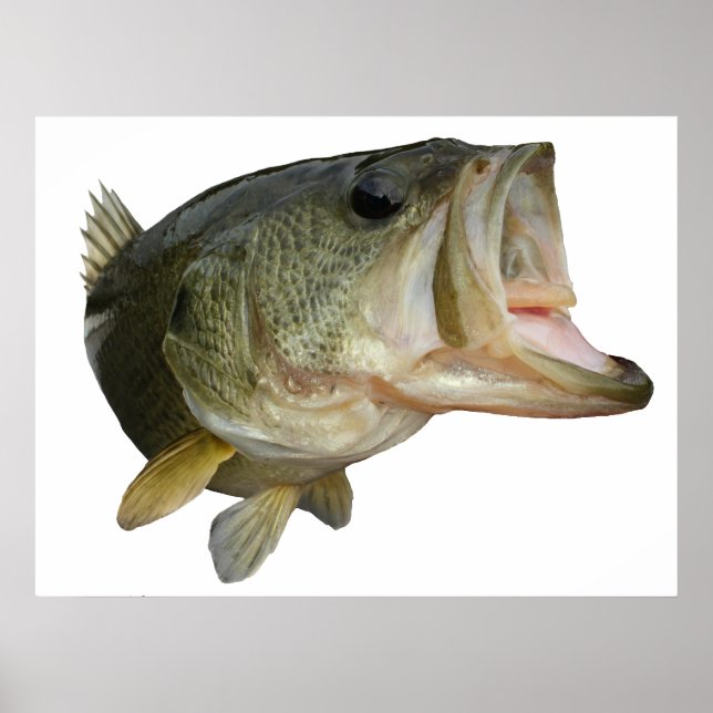 Largemouth-Bass Poster (Vorne)