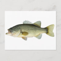 Largemouth Bass
