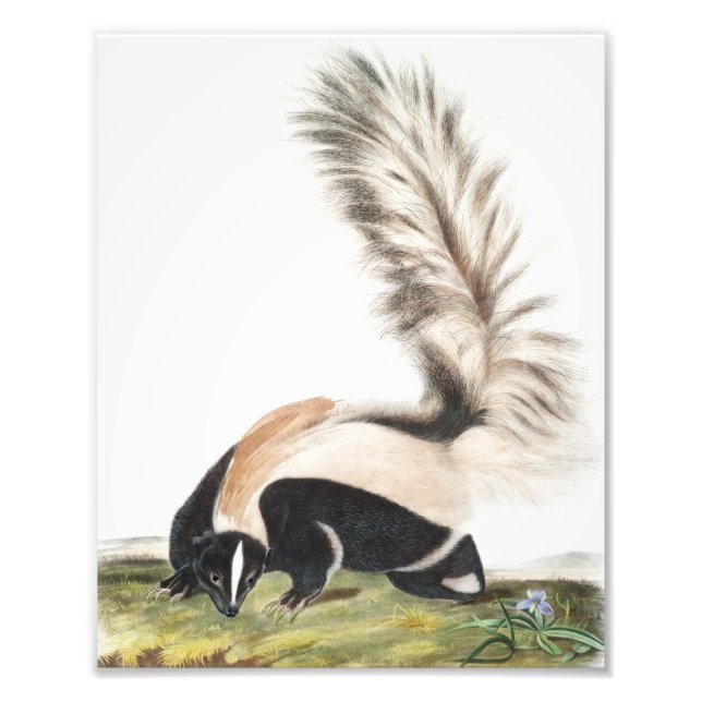 LargeTails Skunk Mephitis macroura Illustration Fotodruck (Vorne)