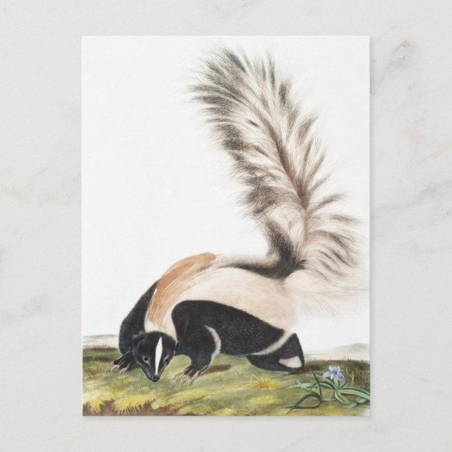 LargeTails Skunk Mephitis macroura Illustration Postkarte (Vorderseite)
