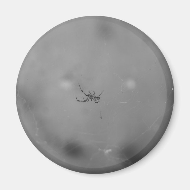 Larinioides sclopetarius magnet (Vorne)