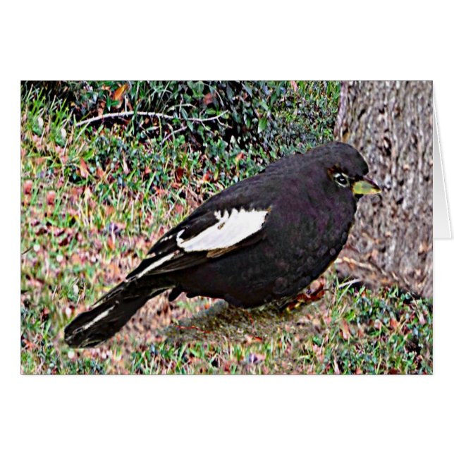 Lark Bunting (Colorado) (Vorderseite (Horizontal))