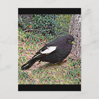 Lark Bunting (Colorado) Postkarte