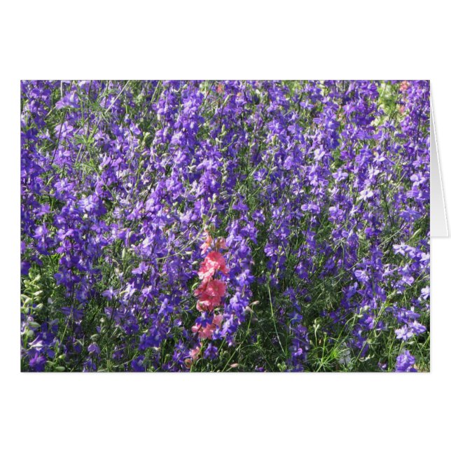 Larkspur (Vorderseite (Horizontal))