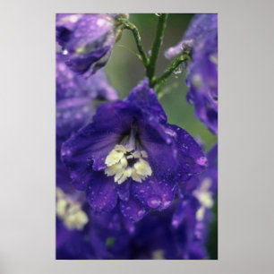 Larkspur (Delphinium-Hybride)-Blume Poster