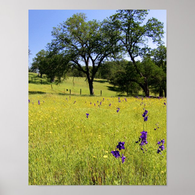 Larkspur Feld, Zaun Poster (Vorne)