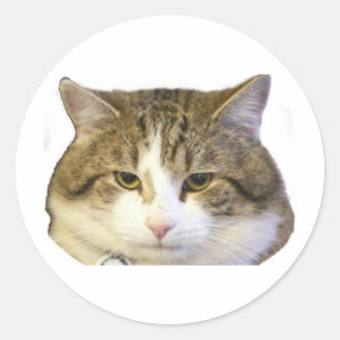 Larry das Downing Street-Katzen-Gesicht Runder Aufkleber