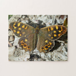 Lasiommata Westwood Butterfly Foto Puzzle