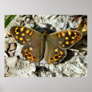 Lasiommata Westwood Butterfly Poster