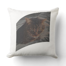 Lass der KatzenErholung