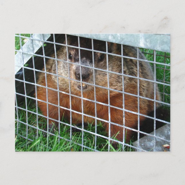 Lass Me Out Kalender ~ Postkarte (Vorderseite)