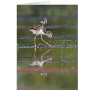 Lass mir deinen Flügelvögel sehen