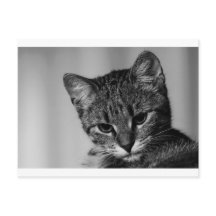 Lass mir sehen ... (skeptische Katze)