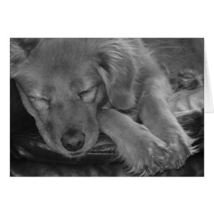 Lass schlafende Hunde liegen!