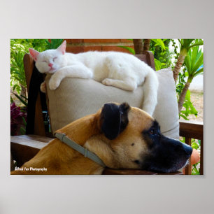 Lass Schlafende Katzen Liegen Poster