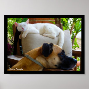 Lass Schlafende Katzen Liegen Poster