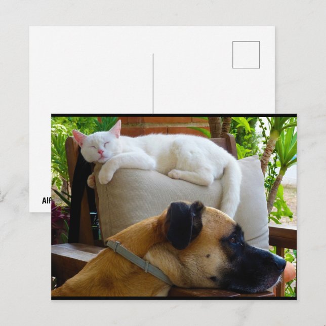 Lass schlafende Katzen liegen Postkarte (Vorne/Hinten)