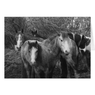 Lass uns alle die Conga machen! von CatMac