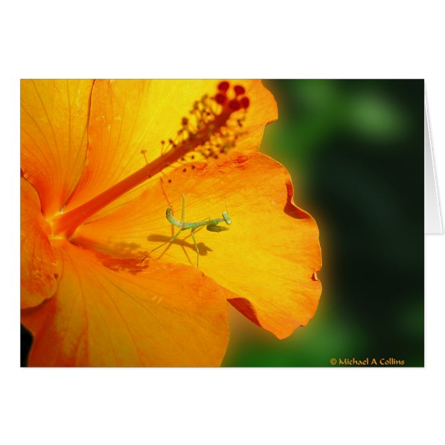 Lass uns beten (Vorderseite (Horizontal))