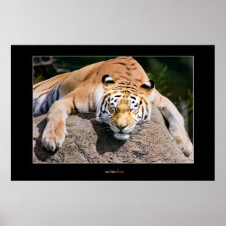 Lassend schlafende Tigers Lie Poster