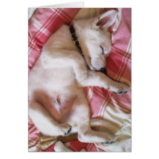 Lassend Schlafkarten für Hunde