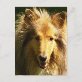 Lassie Collie Postcard Postkarte