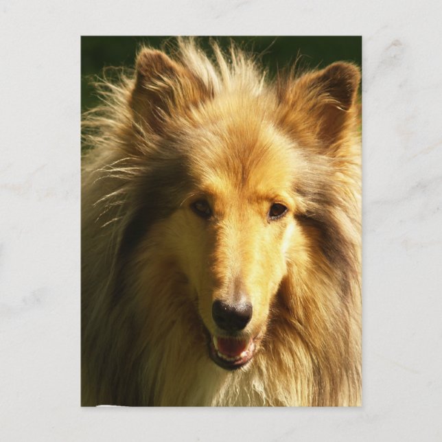 Lassie Collie Postcard Postkarte (Vorderseite)
