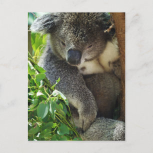 Lässige Koala Postcard Postkarte