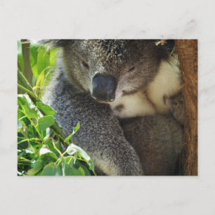 Lässige Koala Postcard Postkarte