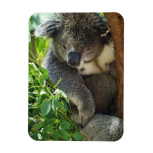 Lässiges Koala Flexible Magnet