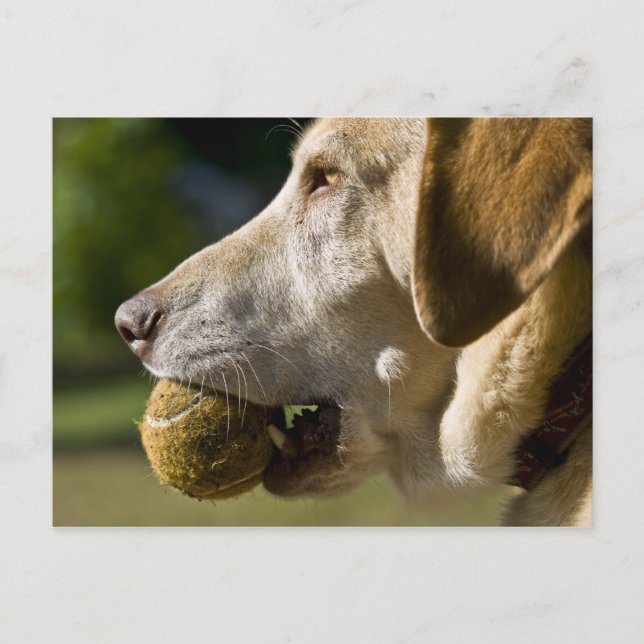Lasst uns Ball spielen Postkarte (Vorderseite)