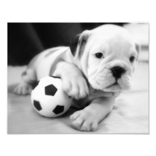 Lasst uns Fußball spielen! English Bulldog Puppy Fotodruck