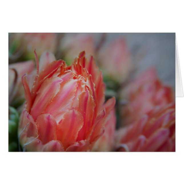 Late Summers bounty (Vorderseite (Horizontal))